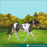 Horse Color:Buckskin Tobiano Varnish Rabicano 