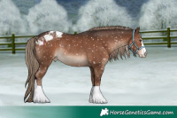 Horse Color:Liver Chestnut Appaloosa Rabicano 