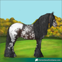 Horse Color:Brown Ice Appaloosa 