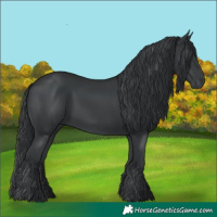 Horse Color:Black 