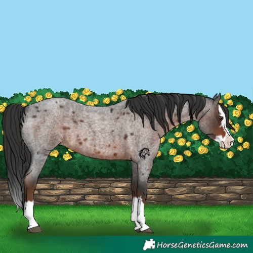 Horse Color:Liver Red Roan Splash