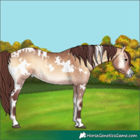 Horse Color:White Spotted Chocolate Bay Onyx Rabicano