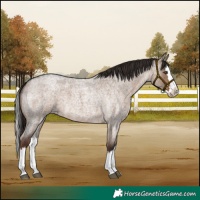 Horse Color:Liver Red Dun Roan Splash 
