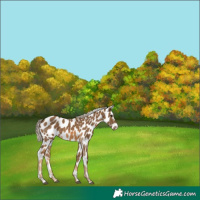 Horse Color:Chocolate Palomino Sabino Leopard 