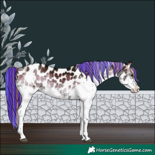 Horse Color:Painted Liver Red Onyx Ice Splash Tobiano Near Leopard