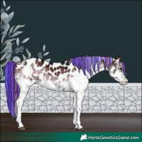 Horse Color:Painted Liver Red Onyx Ice Splash Tobiano Appaloosa 