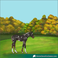 Horse Color:White Spotted Liver Chestnut Tobiano Rabicano