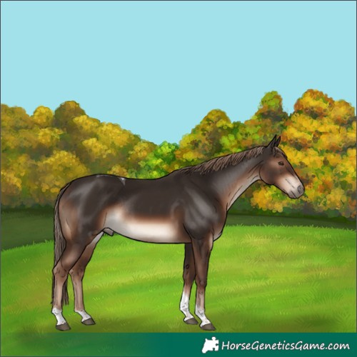Horse Color:Liver Chestnut Tobiano Rabicano 