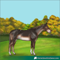 Horse Color:Liver Chestnut Tobiano Rabicano