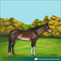 Horse Color:Brown Tobiano 