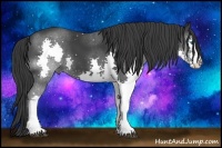 Horse Color:Black Splash