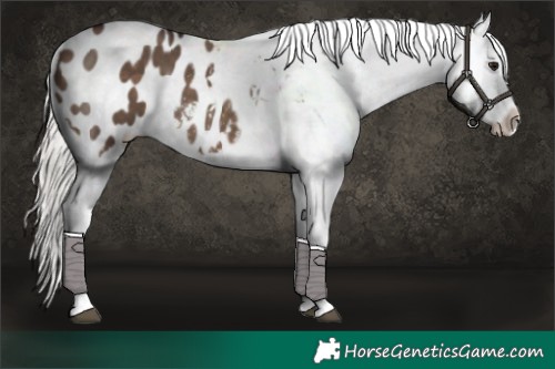 Horse Color:Silver Brown Dun Appaloosa 