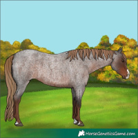 Horse Color:Liver Red Roan Splash 