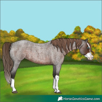 Horse Color:Liver Red Roan Splash