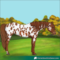 Horse Color:Chestnut Near Leopard