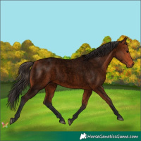Horse Color:Void Bay Roan Rabicano 