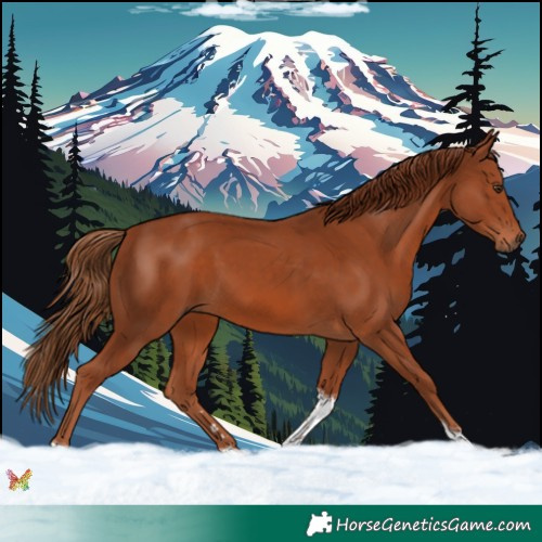 Horse Color:Chestnut Tobiano 