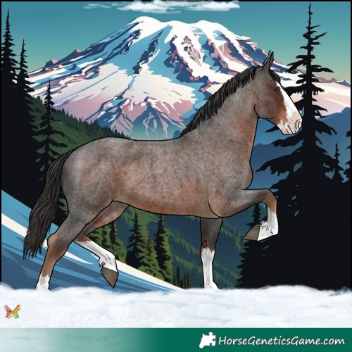 Horse Color:Liver Red Roan Splash