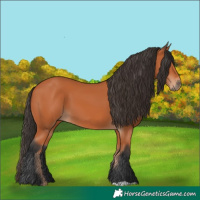 Horse Color:Bay 