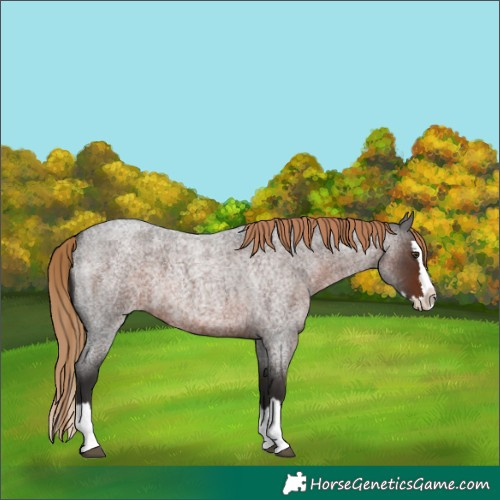 Horse Color:Liver Red Roan Splash 