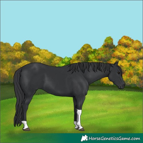 Horse Color:Black Tobiano Rabicano 