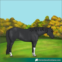 Horse Color:Black Tobiano Rabicano 