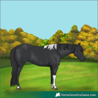 Horse Color:Black Tobiano Rabicano