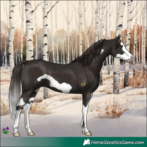 Horse Color:Liver Chestnut Splash Frame 