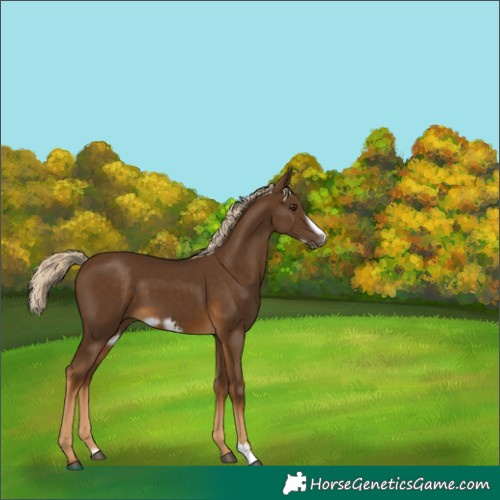 Horse Color:Chocolate Palomino Frame 