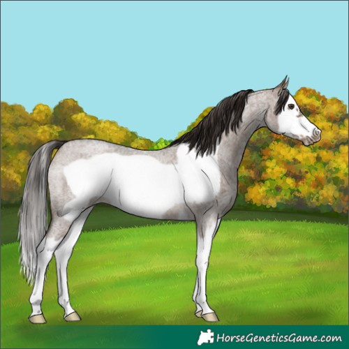 Horse Color:Liver Red Dun Roan Splash Frame Rabicano 