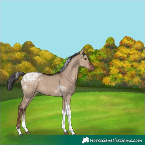 Horse Color:Liver Red Dun Tobiano Rabicano 