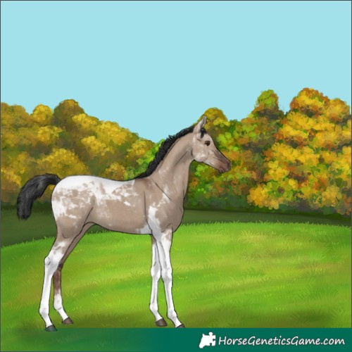 Horse Color:Liver Red Dun Tobiano Rabicano 