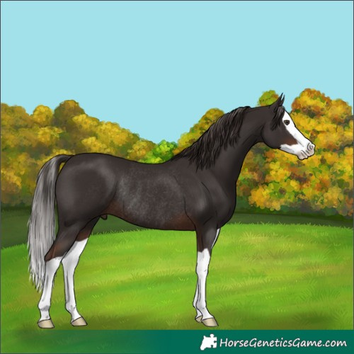 Horse Color:Liver Chestnut Splash Rabicano 