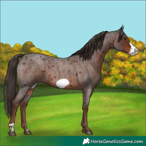 Horse Color:Liver Red Roan Frame 