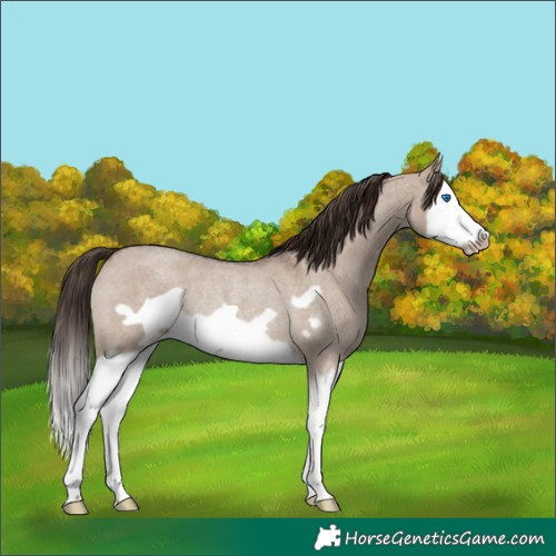 Horse Color:Liver Red Dun Roan Splash Frame Rabicano 