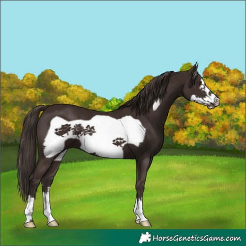 Horse Color:Liver Chestnut Frame 