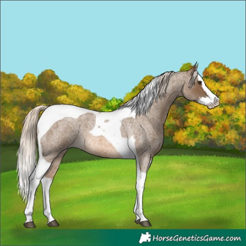 Horse Color:Chocolate Palomino Roan Splash Tobiano Rabicano 