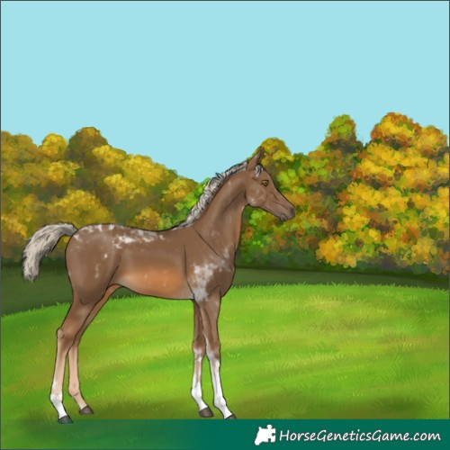 Horse Color:Chocolate Palomino Tobiano 