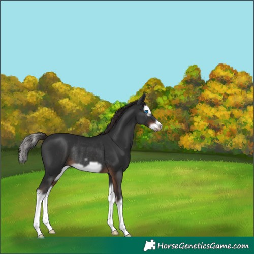 Horse Color:Liver Chestnut Splash Frame Rabicano 