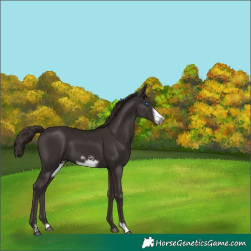 Horse Color:Liver Chestnut Frame 