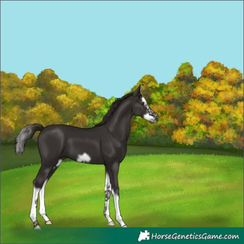 Horse Color:Liver Chestnut Splash Frame 