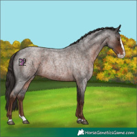 Horse Color:Liver Red Roan Splash