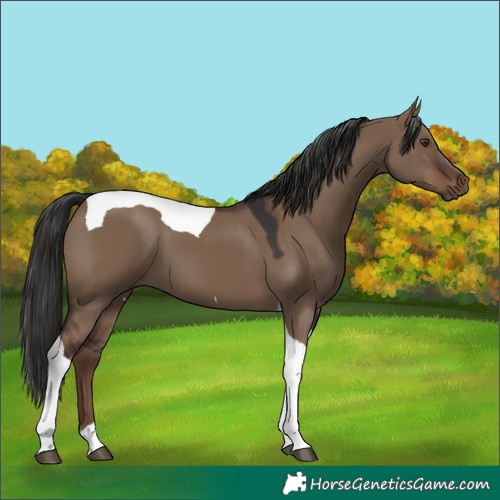Horse Color:Liver Red Dun Tobiano 