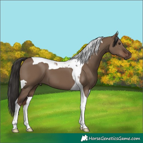 Horse Color:Liver Red Dun Tobiano 