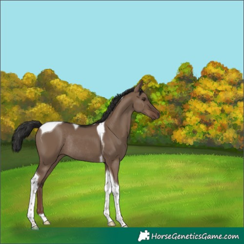Horse Color:Liver Red Dun Tobiano Rabicano 