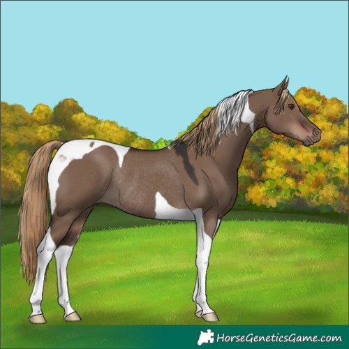 Horse Color:Liver Red Dun Tobiano Rabicano 
