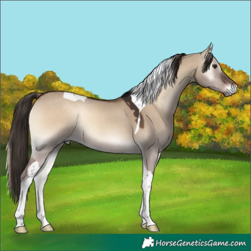 Horse Color:Liver Red Dun Onyx Tobiano Rabicano 