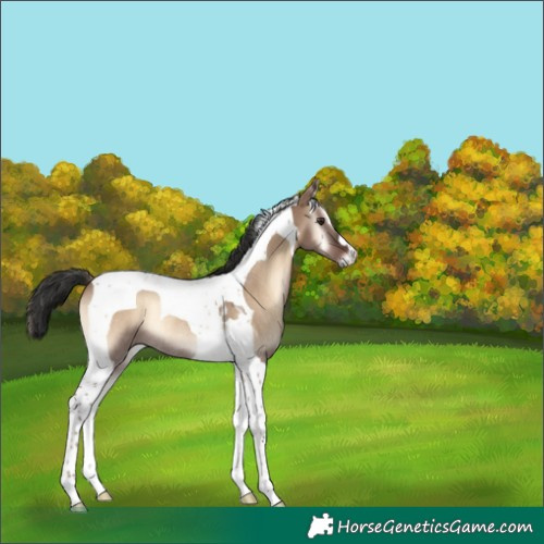 Horse Color:Liver Red Dun Onyx Tobiano Rabicano 