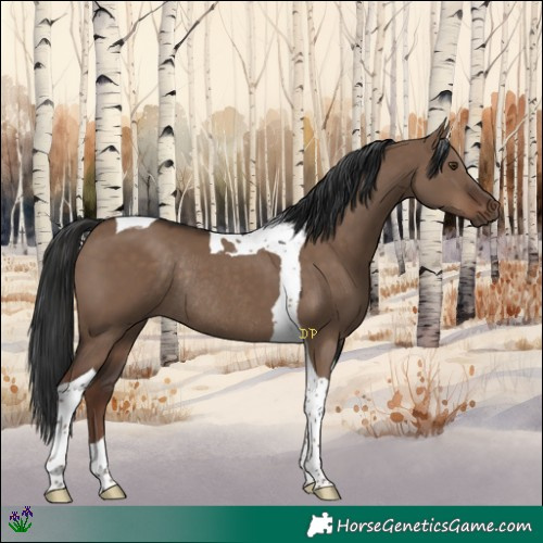 Horse Color:Liver Red Dun Tobiano Rabicano 