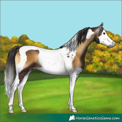 Horse Color:Gray Liver Red Onyx Splash Tobiano 